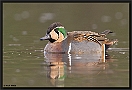 Siberische Taling, Baikal Teal, Anas formosa Location: Almelo, the Netherlands siberische taling MG 2683 kopie